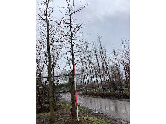 Amberboom - vormboom - afbeelding 2 van  2