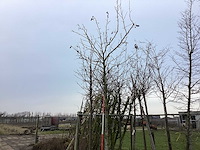 Amberboom - vormboom