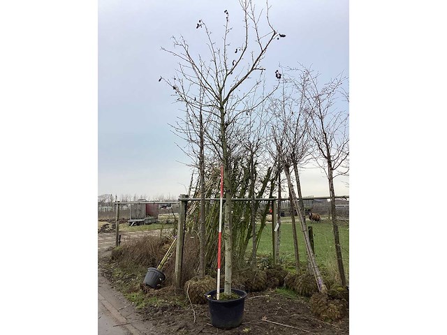 Amberboom - vormboom - afbeelding 2 van  2