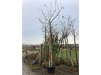 Amberboom - vormboom - afbeelding 2 van  2