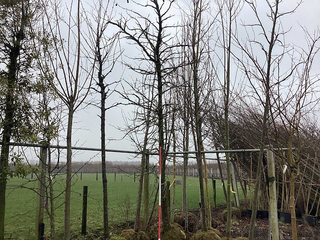 Amberboom - vormboom - afbeelding 1 van  3