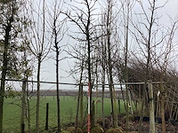 Amberboom - vormboom - afbeelding 1 van  3