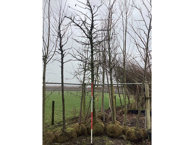 Amberboom - vormboom - afbeelding 2 van  3