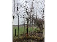 Amberboom - vormboom - afbeelding 2 van  3