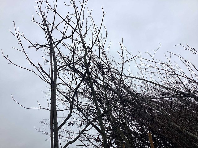 Amberboom - vormboom - afbeelding 3 van  3