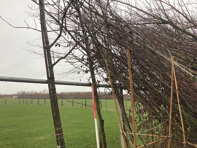 Amberboom - vormboom - afbeelding 1 van  3