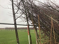 Amberboom - vormboom - afbeelding 1 van  3