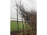 Amberboom - vormboom - afbeelding 2 van  3