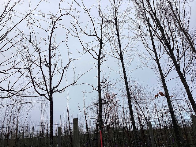 Amberboom - vormboom - afbeelding 1 van  2