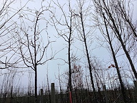 Amberboom - vormboom - afbeelding 1 van  2