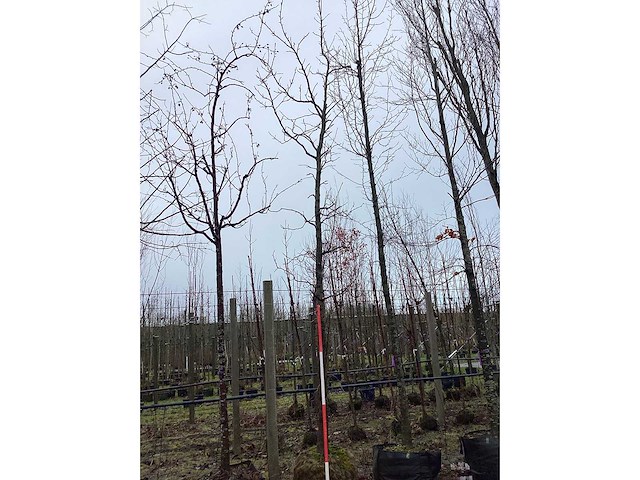 Amberboom - vormboom - afbeelding 2 van  2