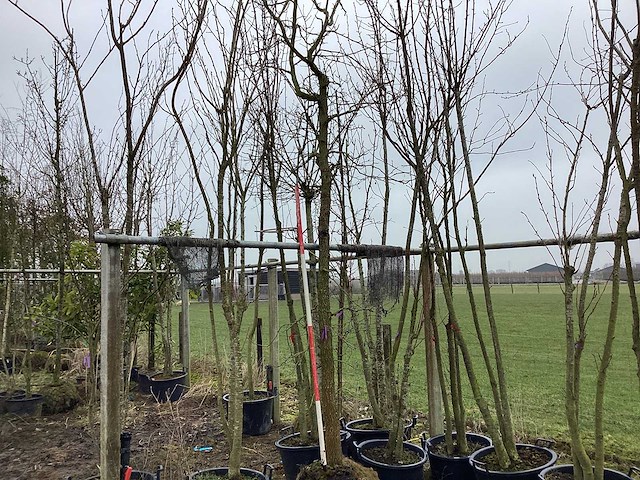 Amberboom - vormboom - afbeelding 1 van  2