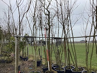 Amberboom - vormboom - afbeelding 1 van  2