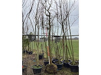 Amberboom - vormboom - afbeelding 2 van  2