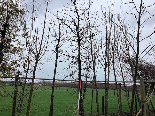 Amberboom - vormboom - afbeelding 1 van  2