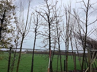 Amberboom - vormboom - afbeelding 1 van  2