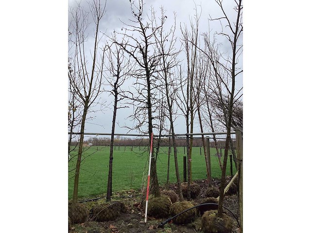 Amberboom - vormboom - afbeelding 2 van  2