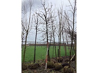 Amberboom - vormboom - afbeelding 2 van  2