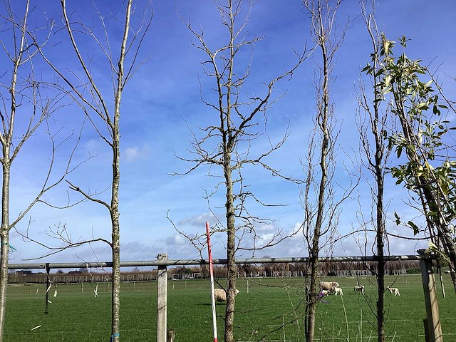 Amberboom - vormboom - afbeelding 1 van  2