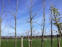 Amberboom - vormboom