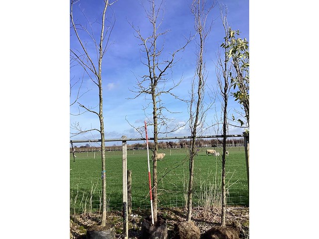 Amberboom - vormboom - afbeelding 2 van  2