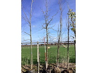 Amberboom - vormboom - afbeelding 2 van  2