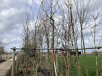 Amberboom - vormboom - afbeelding 1 van  2