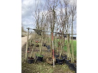 Amberboom - vormboom - afbeelding 2 van  2