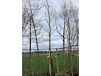 Amberboom - vormboom - afbeelding 2 van  2