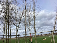 Amberboom - vormboom - afbeelding 1 van  2