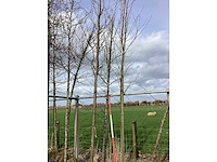 Amberboom - vormboom - afbeelding 2 van  2