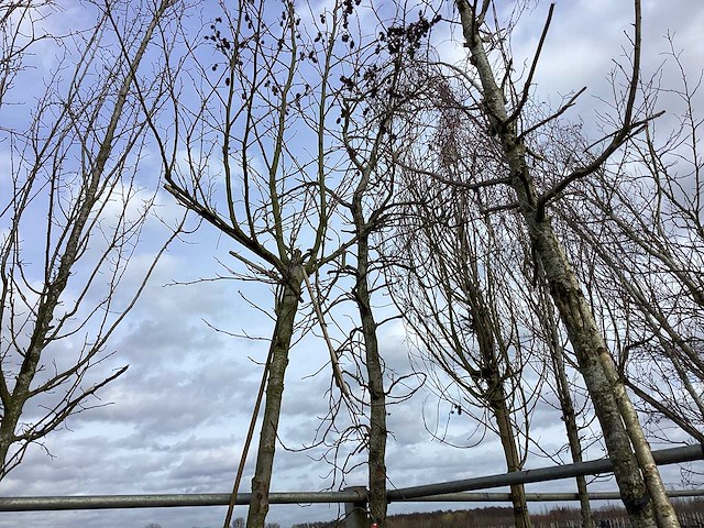 Amberboom - vormboom - afbeelding 1 van  2