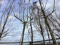 Amberboom - vormboom - afbeelding 1 van  2