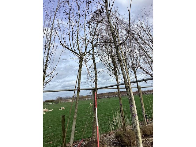 Amberboom - vormboom - afbeelding 2 van  2