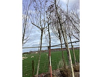 Amberboom - vormboom - afbeelding 2 van  2