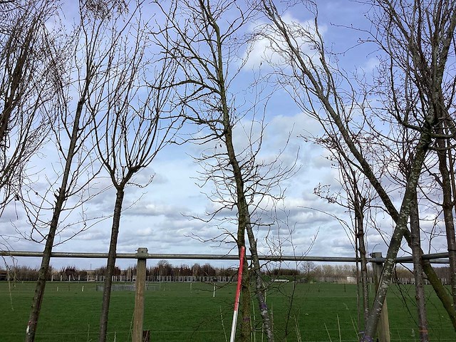 Amberboom - vormboom - afbeelding 1 van  2