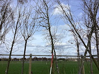 Amberboom - vormboom - afbeelding 1 van  2