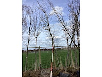 Amberboom - vormboom - afbeelding 2 van  2