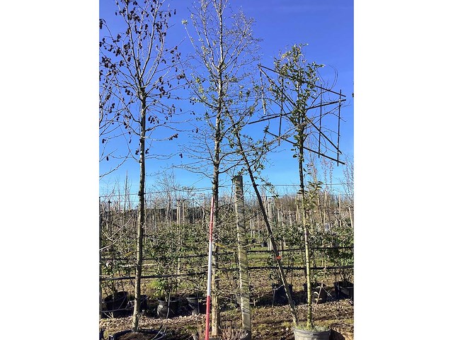 Amberboom - vormboom - afbeelding 2 van  2