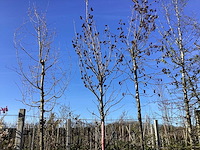 Amberboom - vormboom - afbeelding 1 van  2