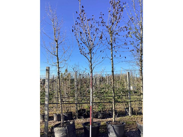 Amberboom - vormboom - afbeelding 2 van  2