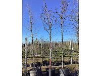 Amberboom - vormboom - afbeelding 2 van  2