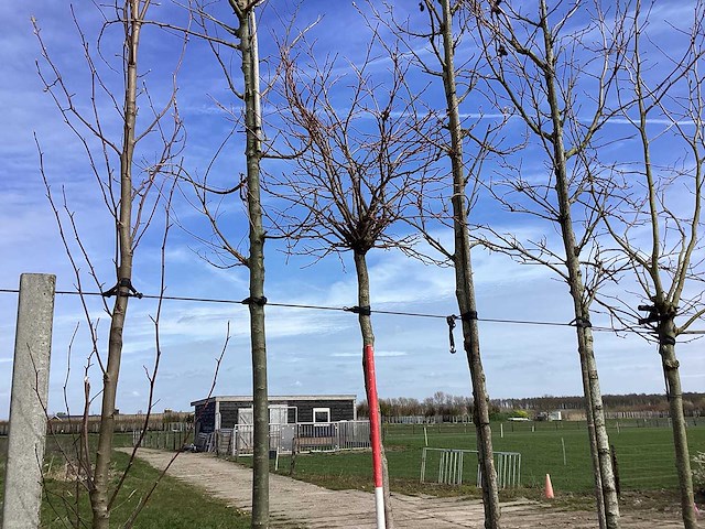 Amberboom - vormboom - afbeelding 1 van  2