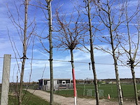 Amberboom - vormboom