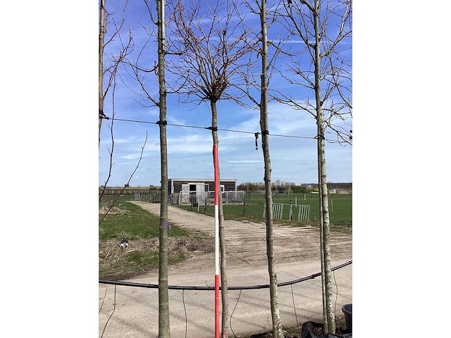 Amberboom - vormboom - afbeelding 2 van  2