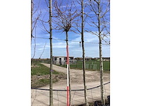 Amberboom - vormboom - afbeelding 2 van  2