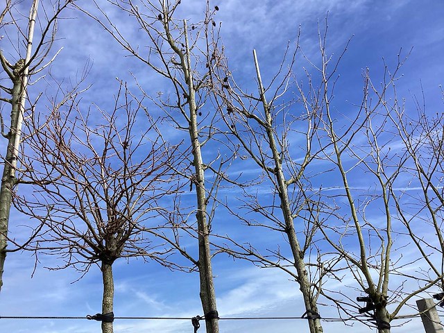 Amberboom - vormboom - afbeelding 1 van  2