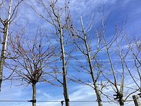 Amberboom - vormboom