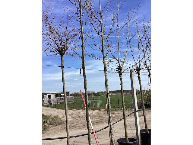 Amberboom - vormboom - afbeelding 2 van  2