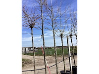 Amberboom - vormboom - afbeelding 2 van  2